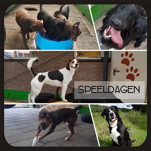 honden speeldagen